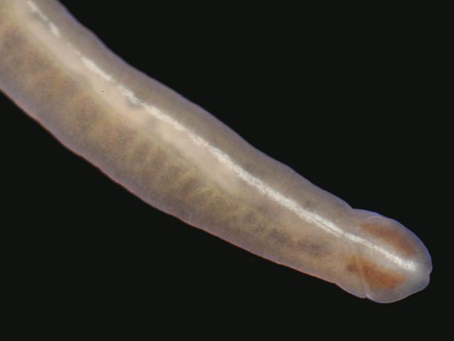 Tetrastemma vermiculus Nemertean Ribbon worm Images