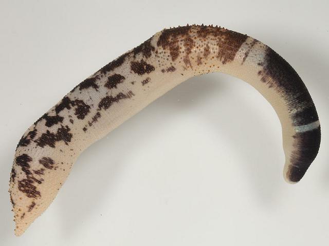 Juvenile Phascolosoma granulatum Peanut Sipunculan worm Images