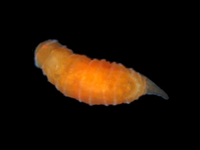 Dinophilus taeniatus interstitial dinophilid dinophilidae archiannelida Polychaete marine worm images