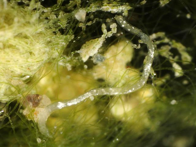 Marionina southerni argentea Enchytraeid oligochaete Enchytraeidae Sludge worm Images