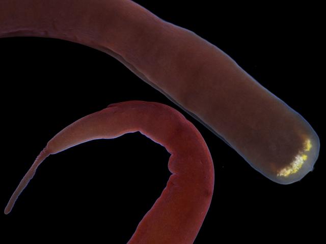 Micrura purpurea ribbon worm Nemertean Images