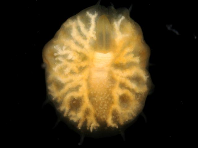 Myzostoma cirriferum cyst Rosy Feather star marine worm images