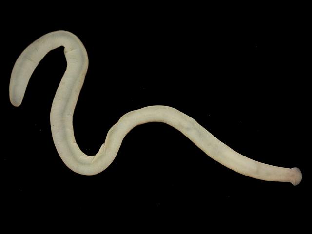 White many eyed Ribbon worm Nemertean Worm Images