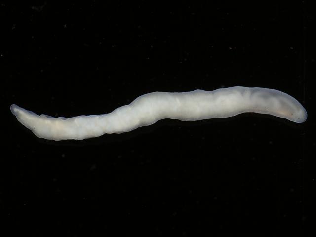 White four eyed Ribbon worm Nemertean Worm Images