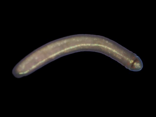  Tetrastemma coronatum Nemertean Ribbon worm Marine Images