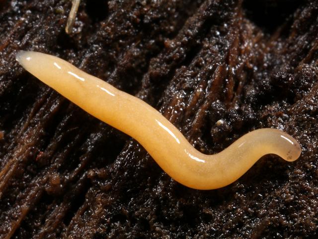 Argonemertes species various undetermined terrestrial nemertine or Smiling worm images