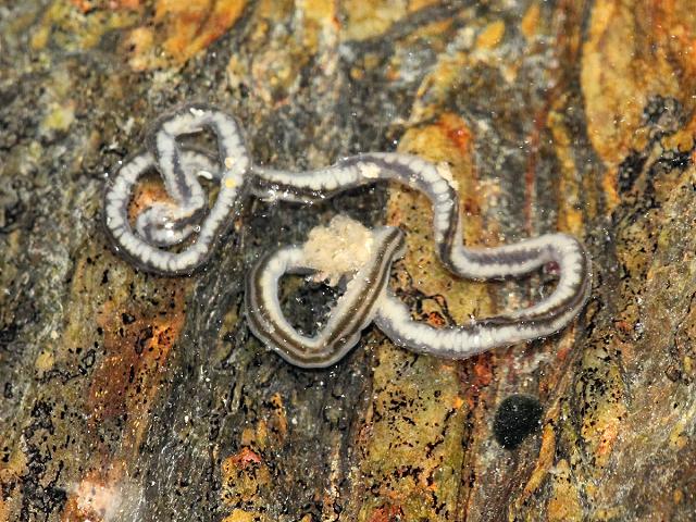 Nemertopsis bivittata Ribbon Nemertean worm Images