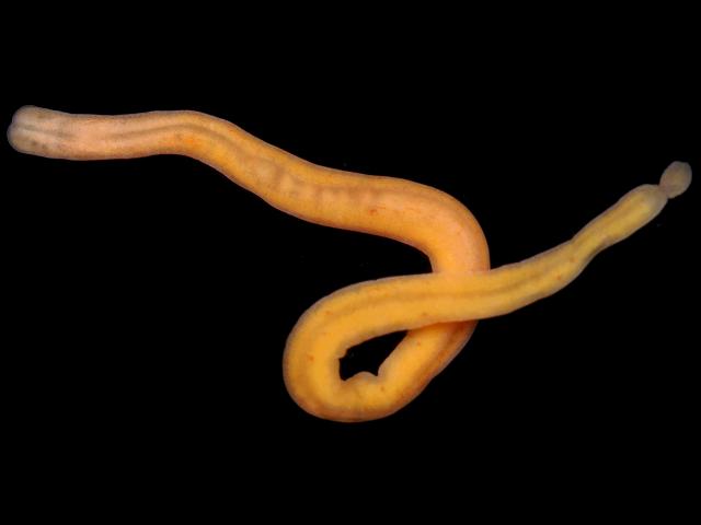 Prosorhochmus claparedii Prosorhochmidae Prosorhochmid nemertean Ribbon worm Images