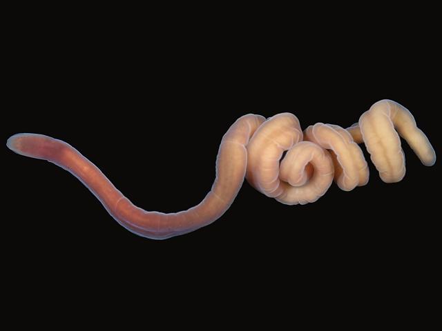 Lineus sanguineus syn Ramphogordius sanguineus lineid nemertean ribbon worm images