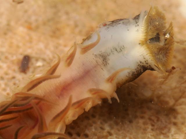 Sabellaria alveolata Honeycomb worm Common sabella Worm marine worm images