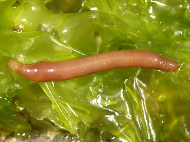Nephasoma rimicola Peanut Sipunculan worm Images