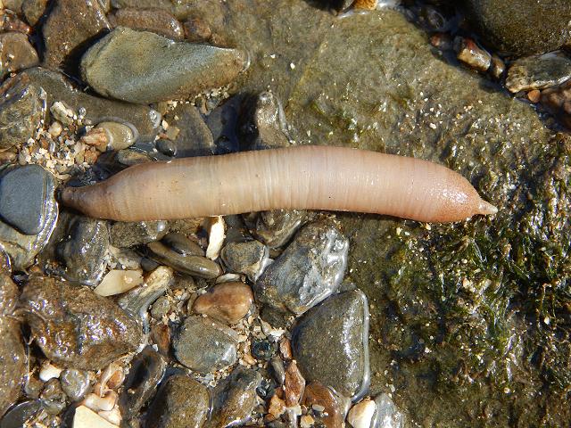 Golfingia vulgaris Peanut Sipunculan worm Images