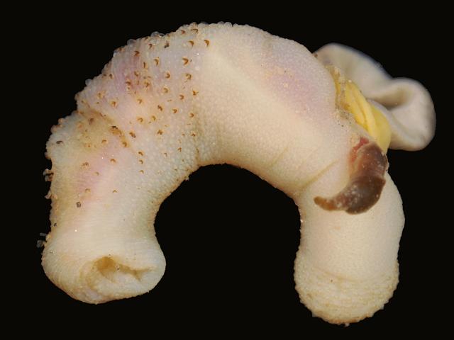 Phascolosoma granulatum Peanut Sipunculan worm Images