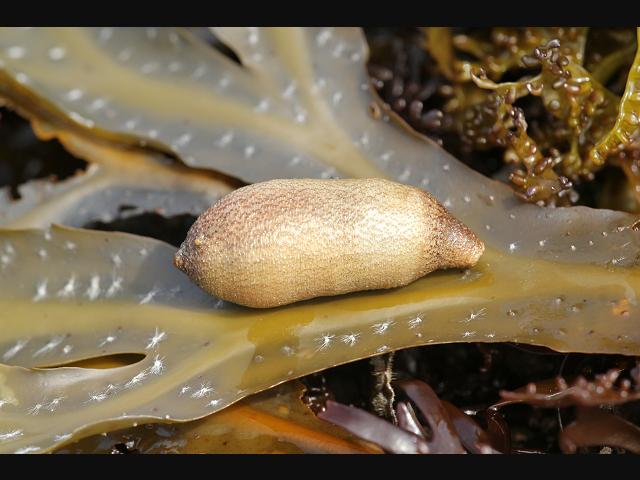 Sipuncula Peanut Worm marine worm images