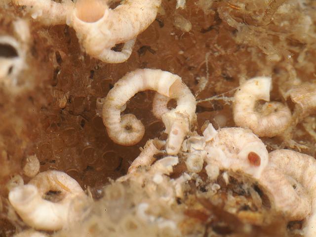 Spirorbis rupestris - A Spiral tubeworm (Marine worm images)