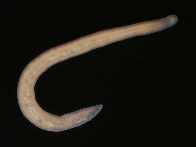 Tetrastemma flavidum Nemertean Ribbon worm Images