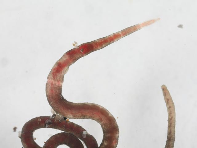Tubificoides insularis clitellate oligochaete Sludge worm Images