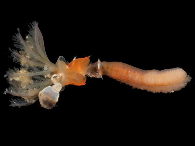 Vermiliopsis striaticeps non-native species of serpulid worm Marine Images