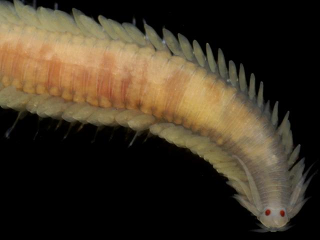Eumida fenwicki phyllodocidae paddle worm images