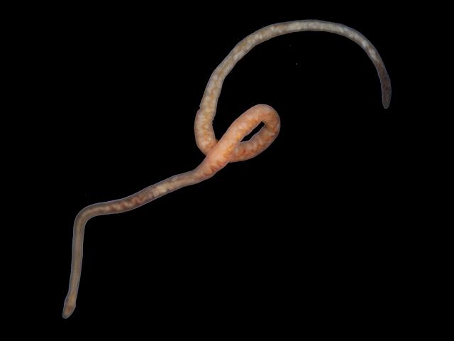 Psammamphiporus elongatus syn Amphiporus elongatus ribbon worm nemertean images