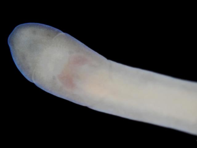 Amphiporus lactifloreus amphiporidae ribbon worm amphiporid nemertean images
