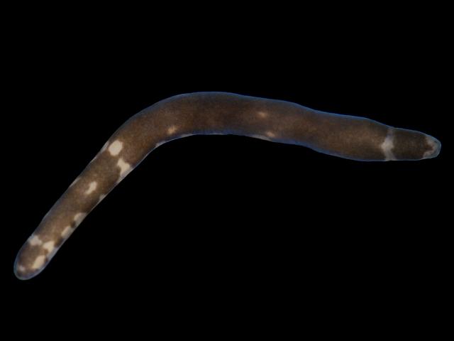 Oerstedia dorsalis Nemertean Ribbon worm Marine Images