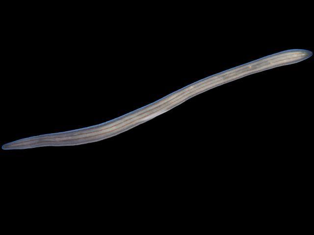 Vieitezia luzmurubeae hoplonemertean species Ribbon worm Nemertean Images