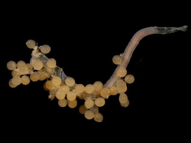 Carcinonemertes carcinophila parasitic nemertean on Shore crab eggs Carcinus maenus Ribbon worm images
