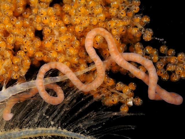 Carcinonemertes carcinophila parasitic nemertean Shore crab Carcinus maenus parasite Ribbon worm images