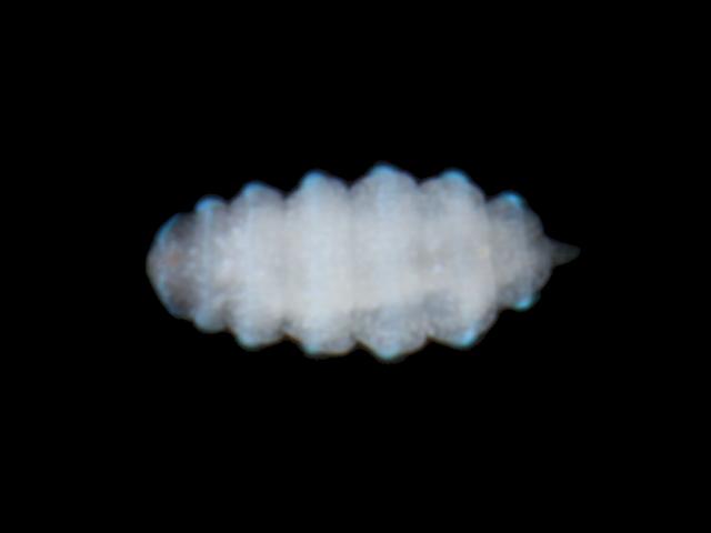 Dinophilus gyrociliatus interstitial dinophilid dinophilidae archiannelida Polychaete marine worm images