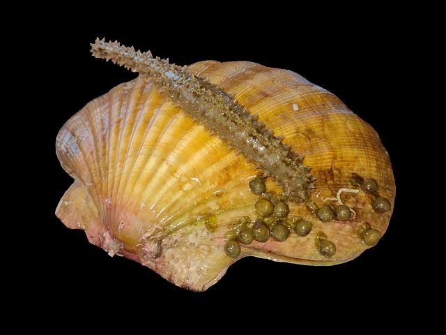 Pontobdella muricata Ray Skate leech cocoon egg marine worm images