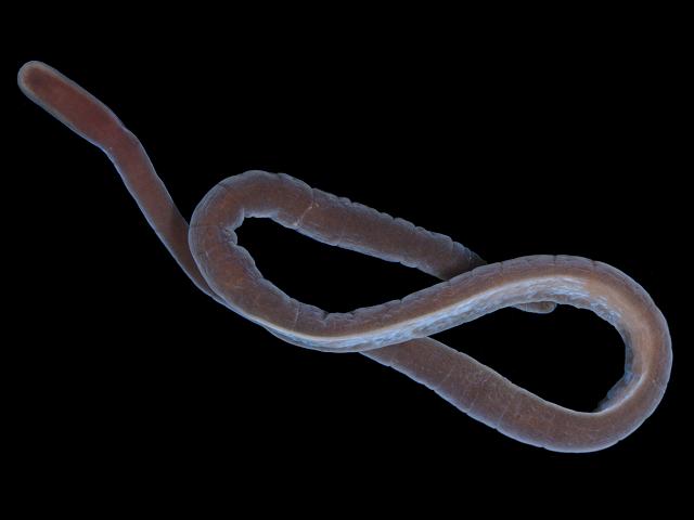 Lineus clandestinus Lineidae Ribbon Worm marine worm images