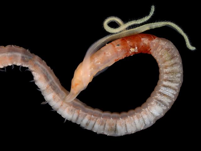 Magelona alleni magelonidae shovelhead worm images