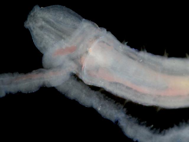 Magelona filiformis Shovelhead worm plankton larva Marine Images