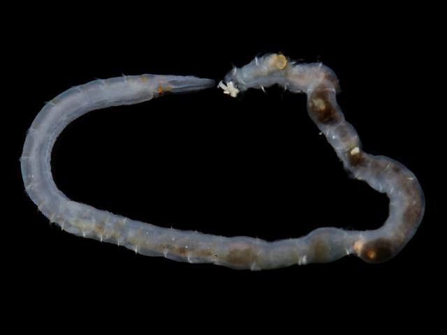 Magelona johnstoni magelonidae shovelhead worm images