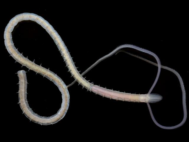 Magelona mirabilis magelonidae shovelhead worm images