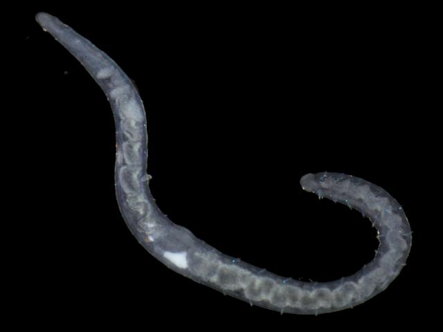 Unidentified oligochaete species from Sennen Cove Cornwall Sludge worm Images