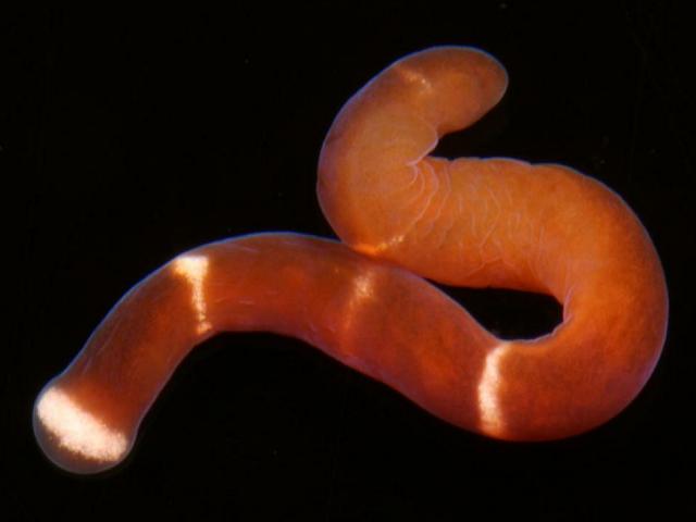 Tubulanus banyulensis Ribbon or Nemertean Worm Images