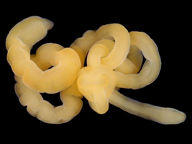 Nemertean species small yellow coiled red eyes ribbon or nemertean worm images