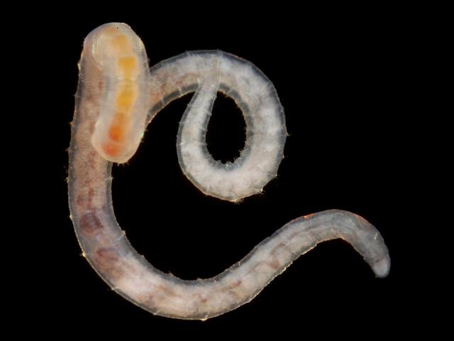 Lumbricillus species enchytraeid oligochaete Sludge worm Images