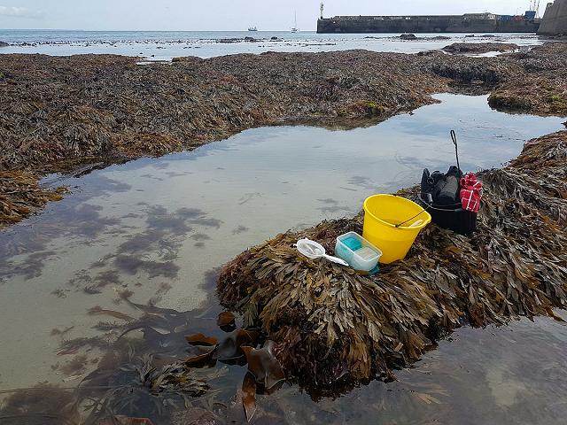 Sifting fine sand for benthic invertebrates and polychaete worms at Penzance Sampling method Images