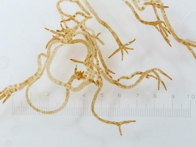 Berkeleya rutilans Marine diatom Microalgae images