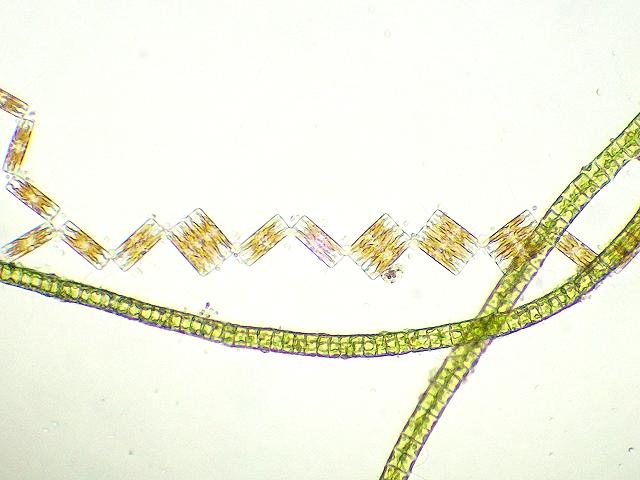 Grammatophora marina Diatom Microalgae images