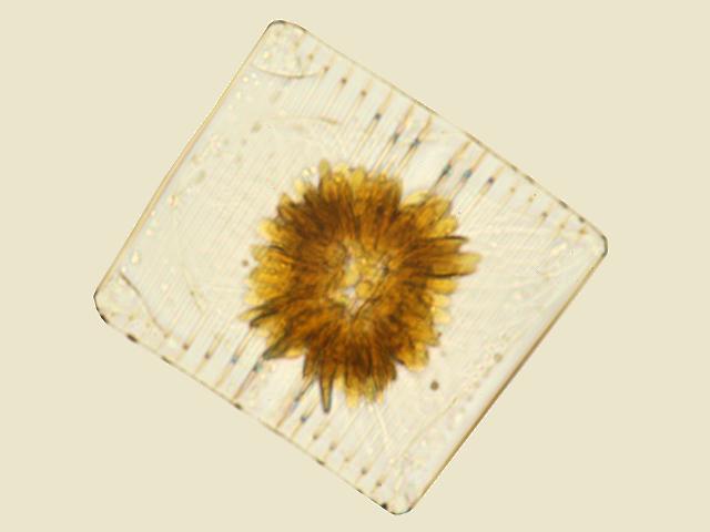 Striatella unipunctata Diatom Microalgae images