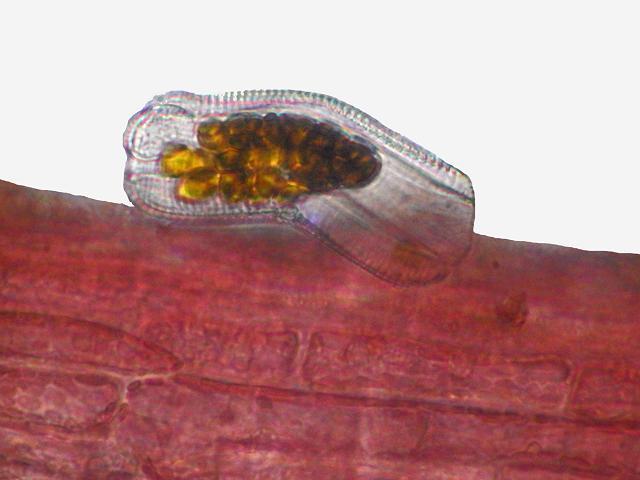Achnanthes species marine diatom microalgae images
