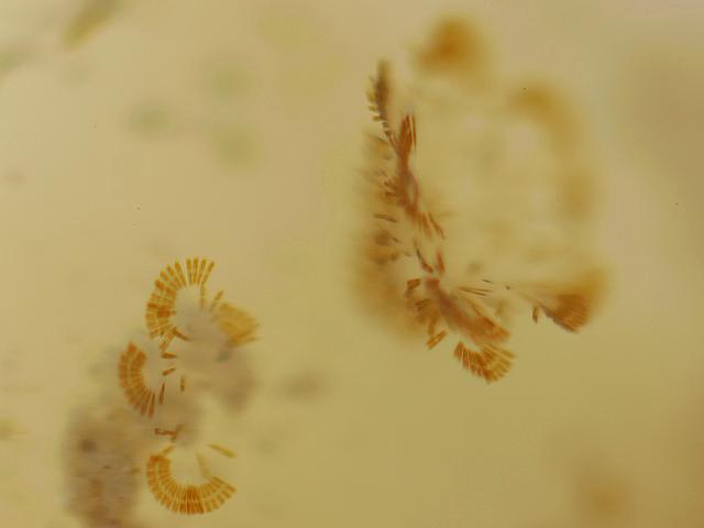 Diatoms on Yellow vase sea squirt Ciona intestinalis Newlyn Marina Microalgae images