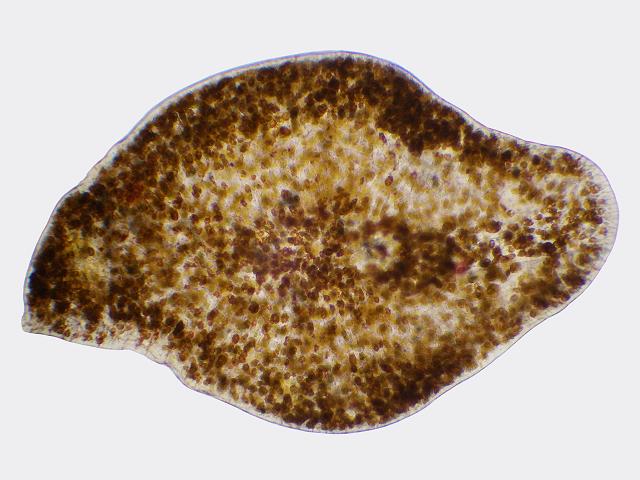 Licmophora symbiont of the flatworm Convoluta convoluta Microalgae images