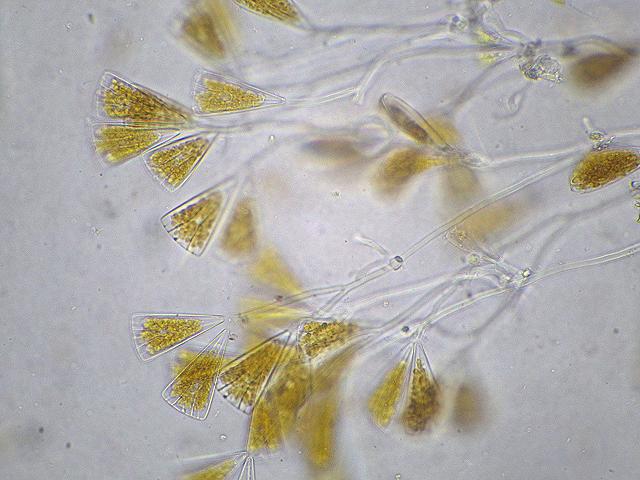 Licmophora species diatom hydroid Obelia geniculata Microalgae images
