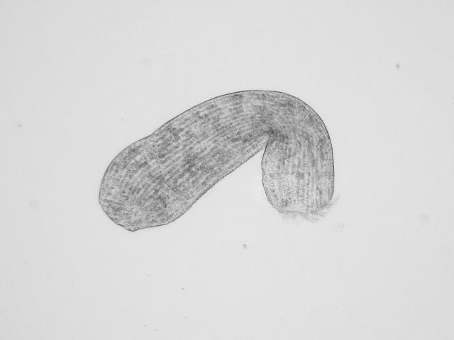 Images of un-identified microscopic specimen from Constantine Beach September 2015