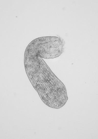 Microscopic species specimens to identify images UK
